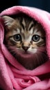 Blue eyed tabby kitten wrapped in a pink towel after bath