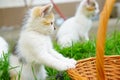 Blue eyed thoughtful kitten in natural environment Royalty Free Stock Photo