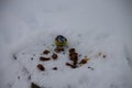 The blue-eyed titmouse feeds on crumbs scattered