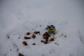 The blue-eyed titmouse feeds on crumbs scattered