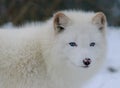 Blue eyed white arctic fox