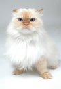 Blue Eyed White Cat Royalty Free Stock Photo