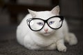 Blue eyed white cat. Royalty Free Stock Photo