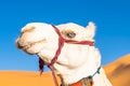 Blue eyed white dromedary camel. Royalty Free Stock Photo
