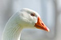Blue eyed white goose close up portrait, soft blue background, copy space. The snow goose Royalty Free Stock Photo