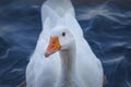 Blue eyed white goose portrait. Funny domestic waterfowl purebred goose bird. Closeup of the muzzle face of goose on background of