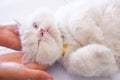 Blue-eyed white persian cat sleeping one eye on male hand on natural background Royalty Free Stock Photo