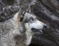 Blue-eyed Wolf Head shot Royalty Free Stock Photo