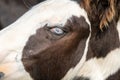 Blue-eyed zig. Side portrait of a horse. Blue eyes are rare for a horse. A young horse in a private mini zoo, blue-eyed Royalty Free Stock Photo