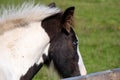 Blue-eyed zig. Side portrait of a horse. Blue eyes are rare for a horse. A young horse in a private mini zoo, blue-eyed Royalty Free Stock Photo