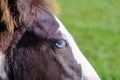 Blue-eyed zig. Side portrait of a horse. Blue eyes are rare for a horse. A young horse in a private mini zoo, blue-eyed Royalty Free Stock Photo