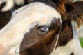 Blue-eyed zig. Side portrait of a horse. Blue eyes are rare for a horse. A young horse in a private mini zoo, blue-eyed Royalty Free Stock Photo