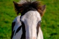 Blue-eyed zig. Side portrait of a horse. Blue eyes are rare for a horse. A young horse in a private mini zoo, blue-eyed Royalty Free Stock Photo