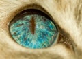 Blue eye of cat
