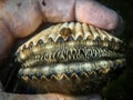 Blue eyes of Atlantic bay scallop (Argopecten irradians) held in local scalloper's hand Steinhatchee