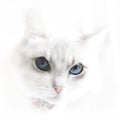 White cat with blue eyes Royalty Free Stock Photo