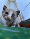 Blue eyes cat