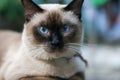 Blue eyes cat Royalty Free Stock Photo