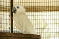 Blue Eyes Cockatoo Royalty Free Stock Photo