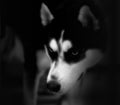 Blue Eyes, Husky Royalty Free Stock Photo