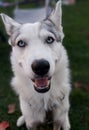 Blue eyes husky Royalty Free Stock Photo