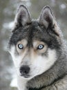 Blue eyes husky dog Royalty Free Stock Photo