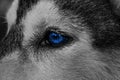 Blue eyes of a husky dog Royalty Free Stock Photo