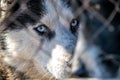 Blue eyes husky Royalty Free Stock Photo