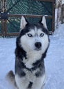 Blue eyes husky dog Royalty Free Stock Photo