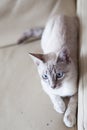 Blue eyes kitty on sofa Royalty Free Stock Photo
