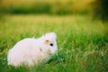 Blue Eyes Lop-Eared Dwarf Snow-White Mixed Breed Rabbit Bunny Sitting Royalty Free Stock Photo