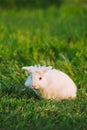 Blue Eyes Lop-Eared Dwarf Snow-White Mixed Breed Rabbit Bunny Sitting In Green Grass, Copyspace Royalty Free Stock Photo