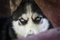 Blue eyes of Siberian Husky dog, wolf eyes looking angry or expectant out of the dark background. Mad and beautiful Siberian Husky Royalty Free Stock Photo