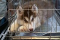 Blue eyes siberian husky puppy couching in the cage. Royalty Free Stock Photo