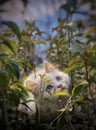 Blue eyes white Kitten between plants. Partially blurred background