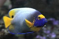 Blue Face Angelfish Royalty Free Stock Photo