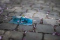 Blue face mask on a stone cobblestone among the fallen sakura flowers in spring