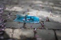 Blue face mask on a stone cobblestone among the fallen sakura flowers in spring