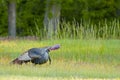 Wild Male Turkey Gobbling