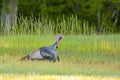 Wild Male Turkey Vocalizing in the Grass Royalty Free Stock Photo