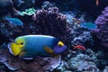 Blue faced angelfish Pomacanthus xanthometopon Royalty Free Stock Photo