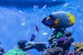 Blue faced angelfish Pomacanthus xanthometopon Royalty Free Stock Photo