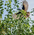 Blue faced honey eater in flight Royalty Free Stock Photo