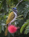 Blue faced honey eater sitting in a flowering tree.