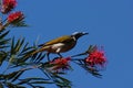 Blue-faced Honeyeater Royalty Free Stock Photo