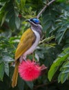 The blue-faced honeyeater Entomyzon cyanotis