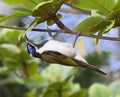 The blue-faced honeyeater Entomyzon cyanotis