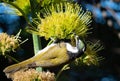 Blue-faced Honeyeater Entomyzon cyanotis juvenille with green face on yellow flower and black and blue background