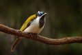 Blue-faced Honeyeater, Entomyzon cyanotis, rare bird in dark forest. Beautiful bird from Australia. Bird with blue face sitting on