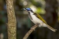 Blue-Faced Honeyeater